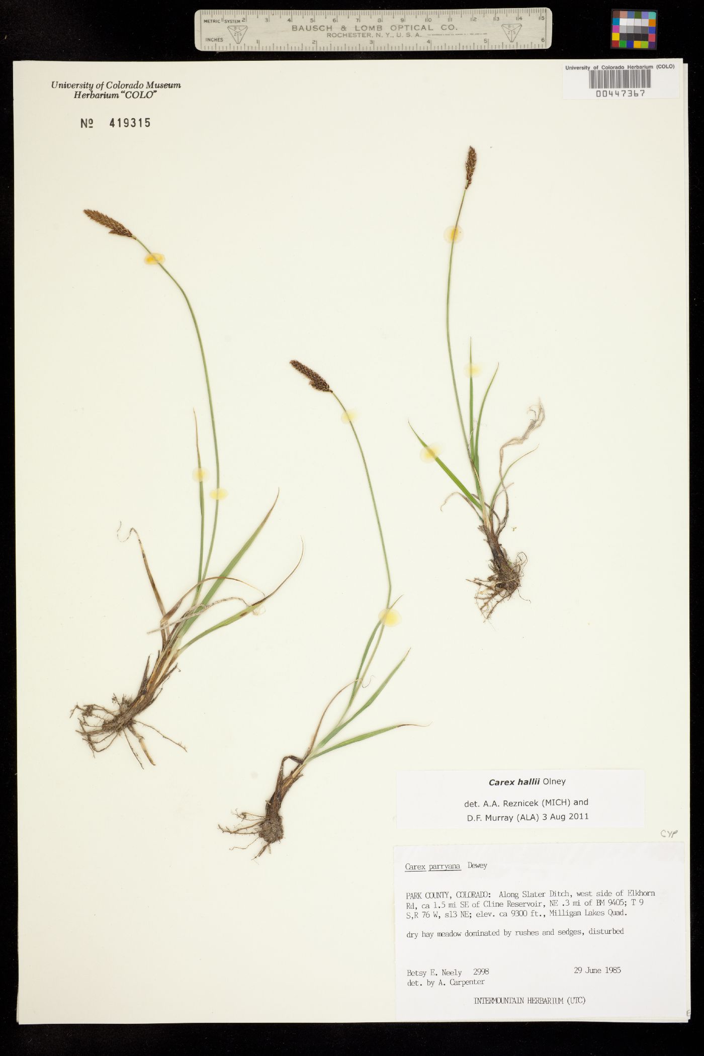 Carex parryana subsp. hallii image