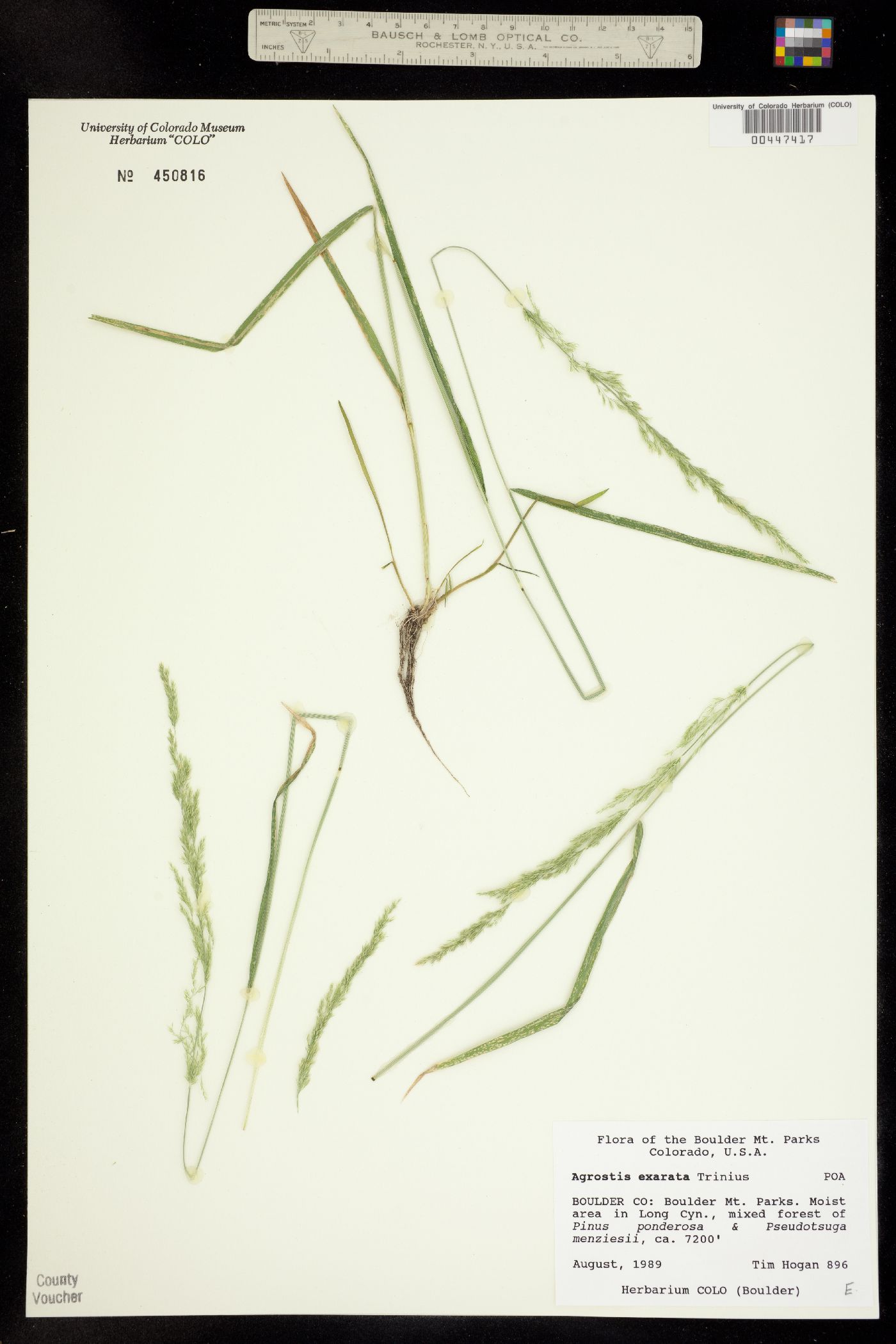 Agrostis exarata image