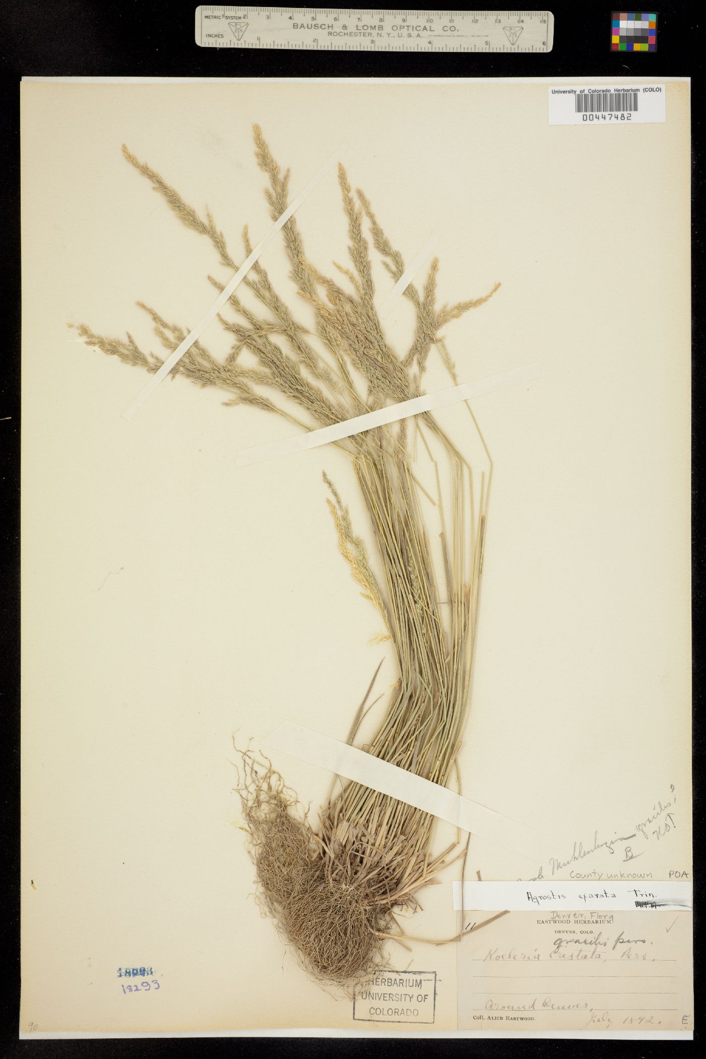 Agrostis exarata image