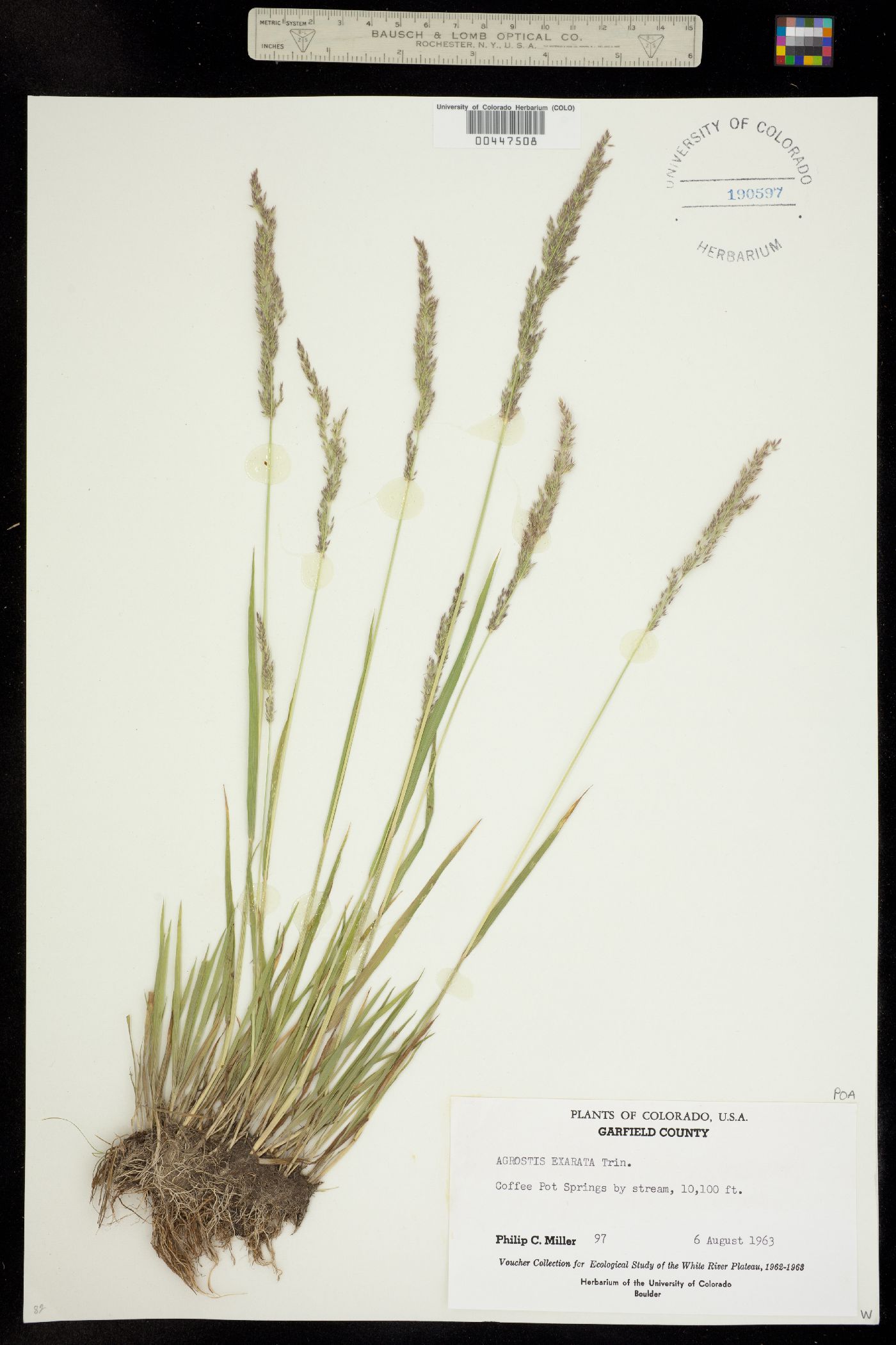 Agrostis exarata image