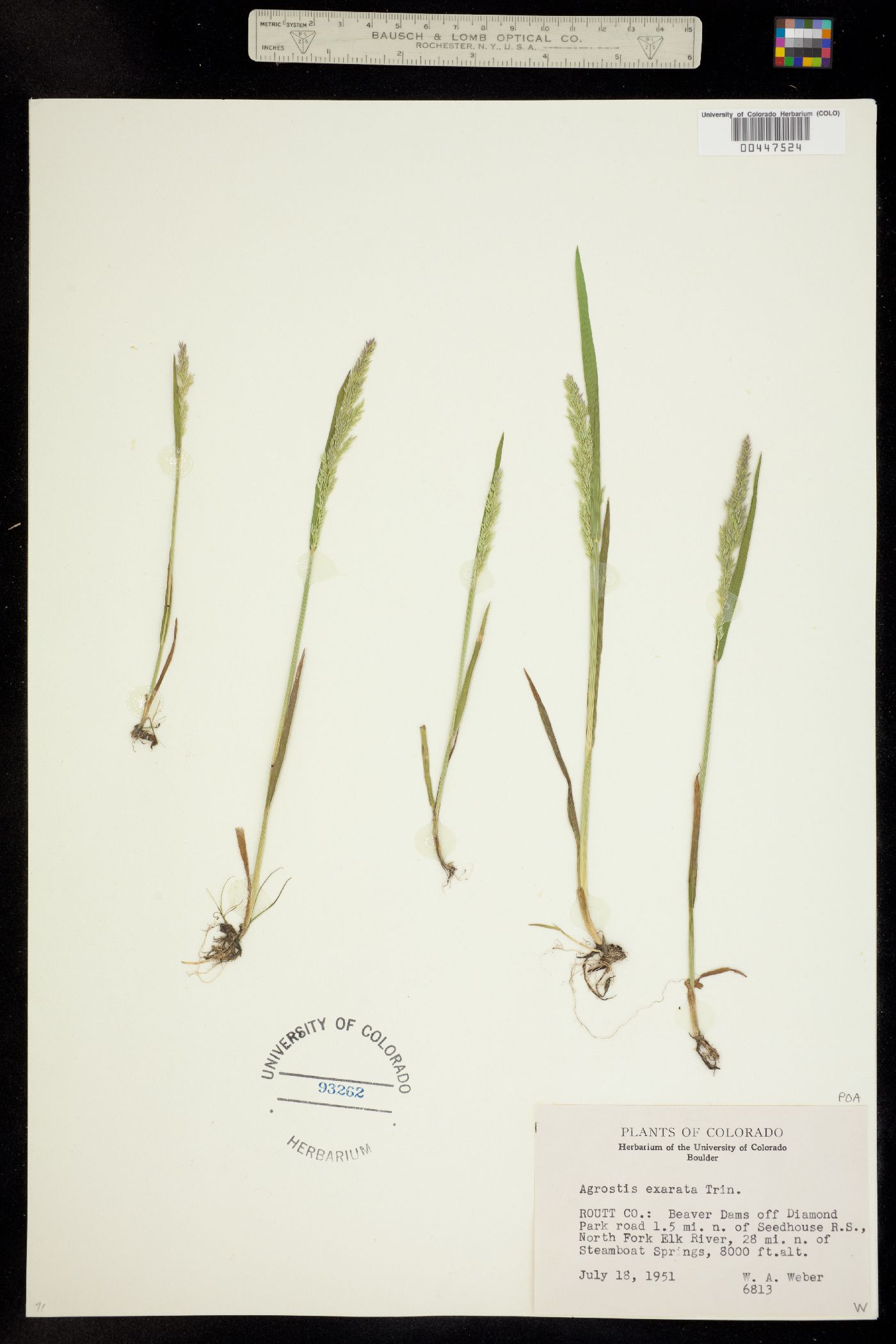 Agrostis exarata image