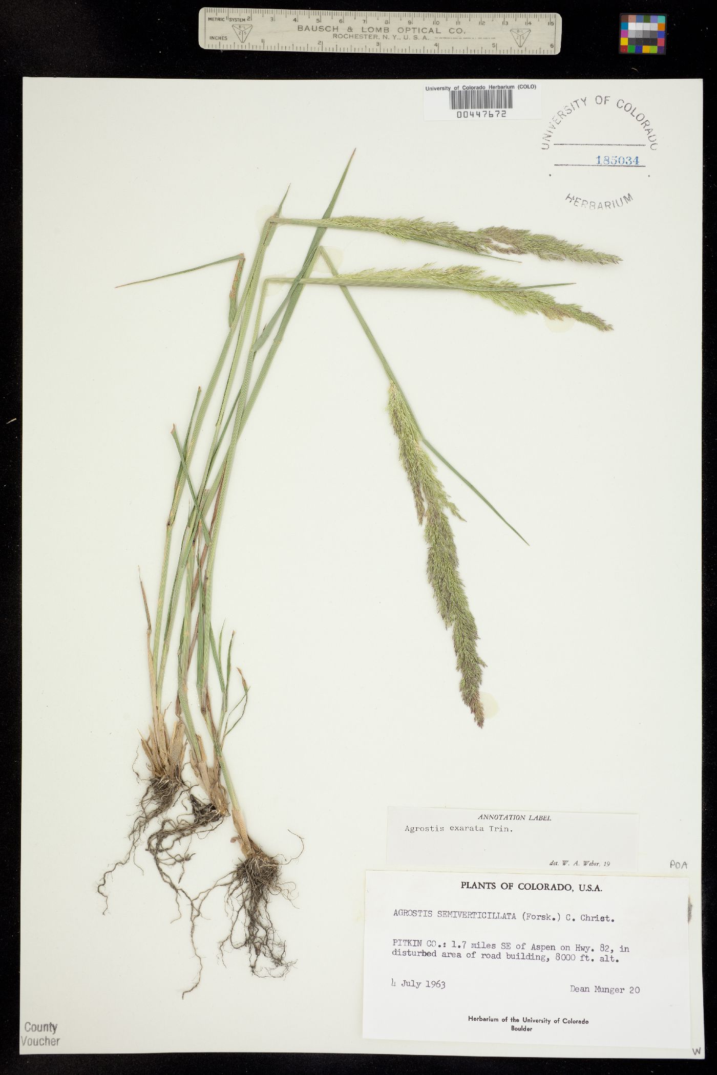 Agrostis exarata image