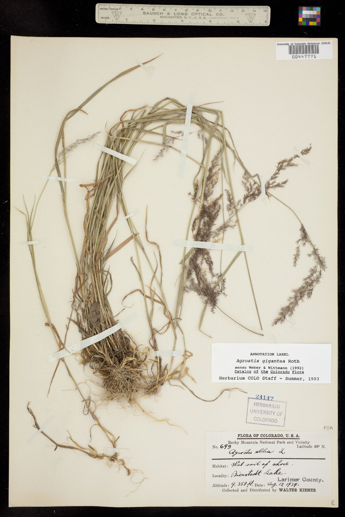 Agrostis image