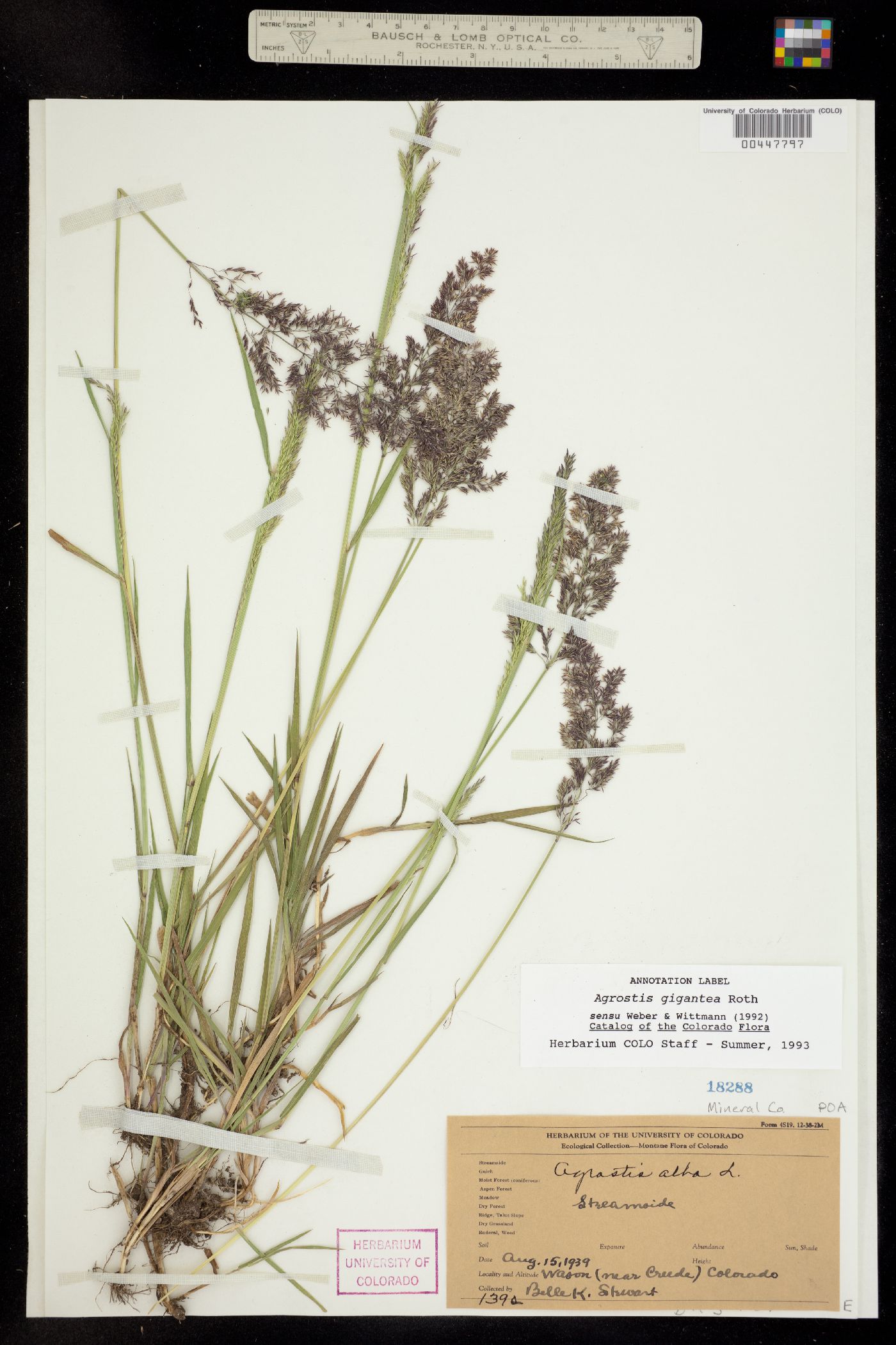 Agrostis gigantea image