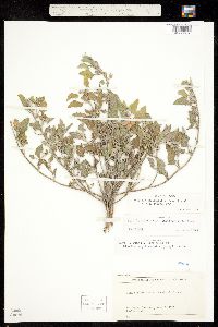 Image of Malvella sagittifolia