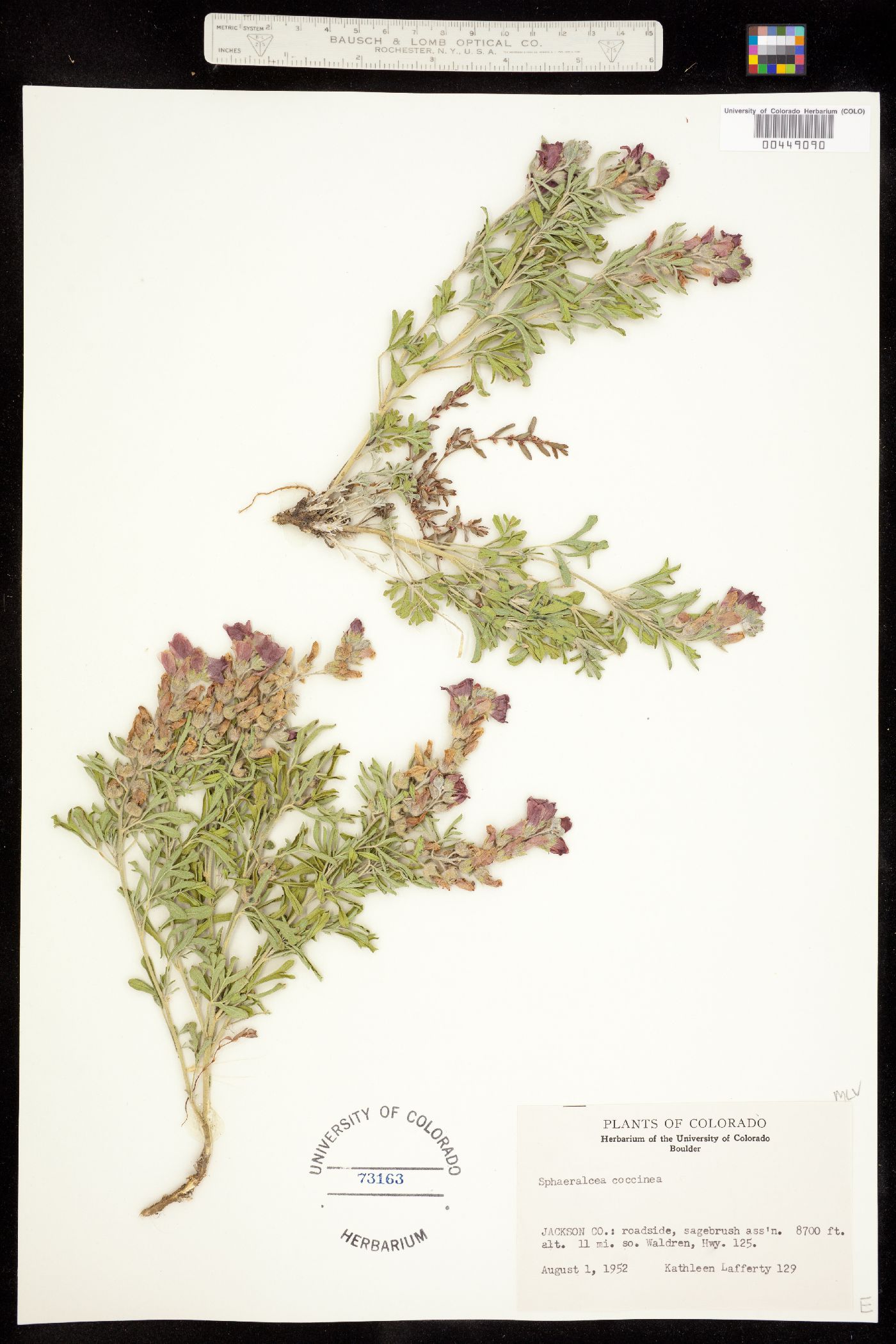 Sphaeralcea coccinea image