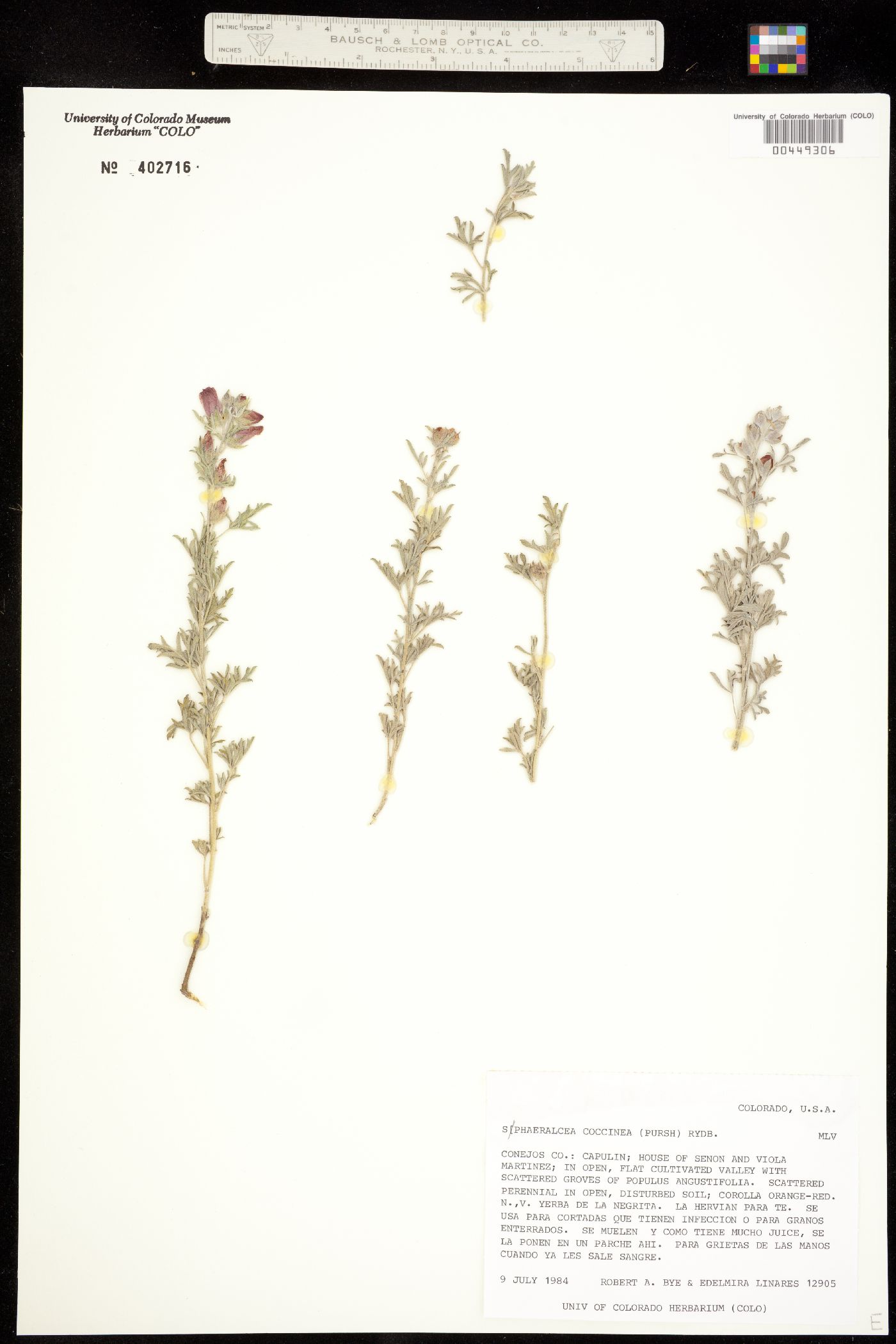 Sphaeralcea coccinea image