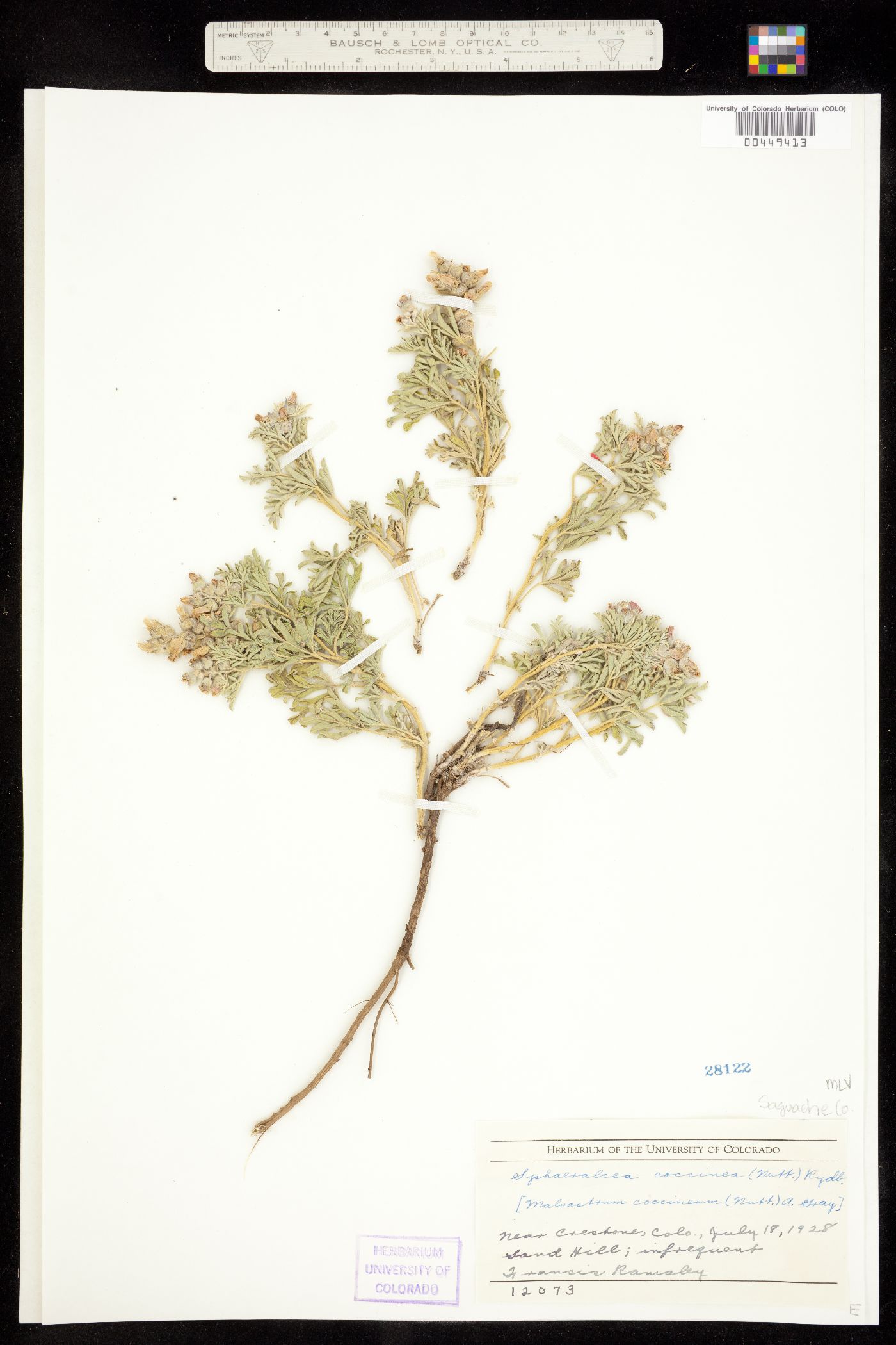 Malvaceae image