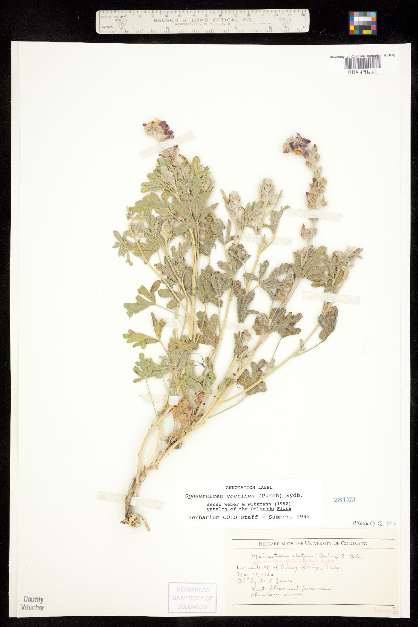 Sphaeralcea coccinea ssp. elata image