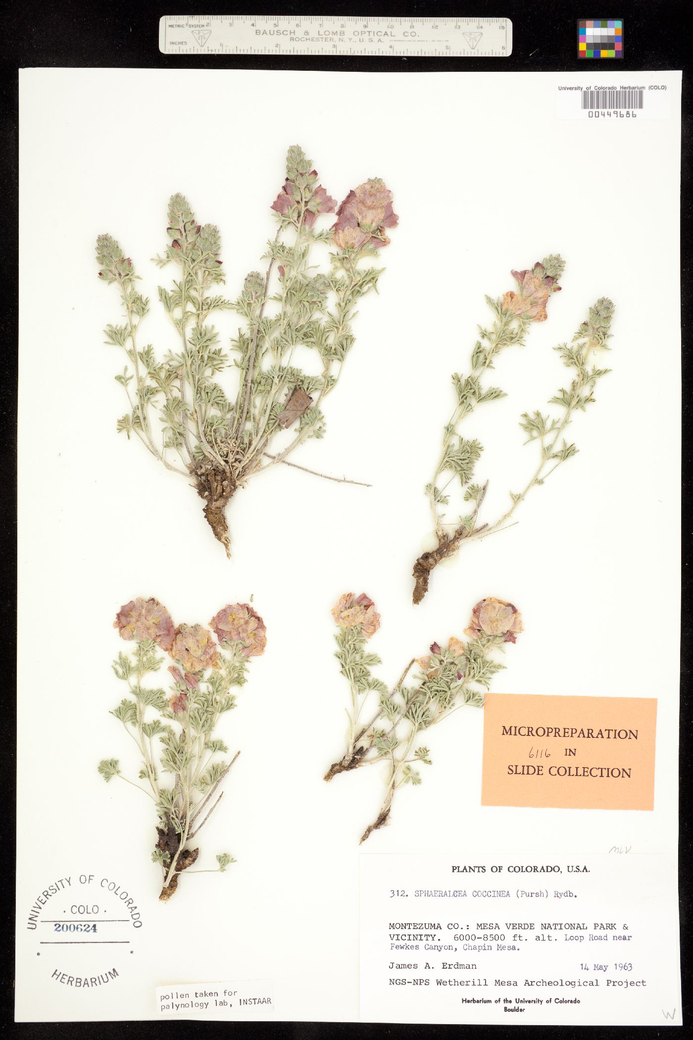 Sphaeralcea coccinea image