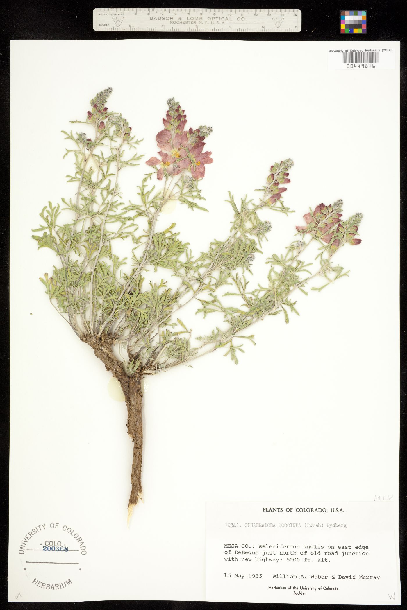 Sphaeralcea image
