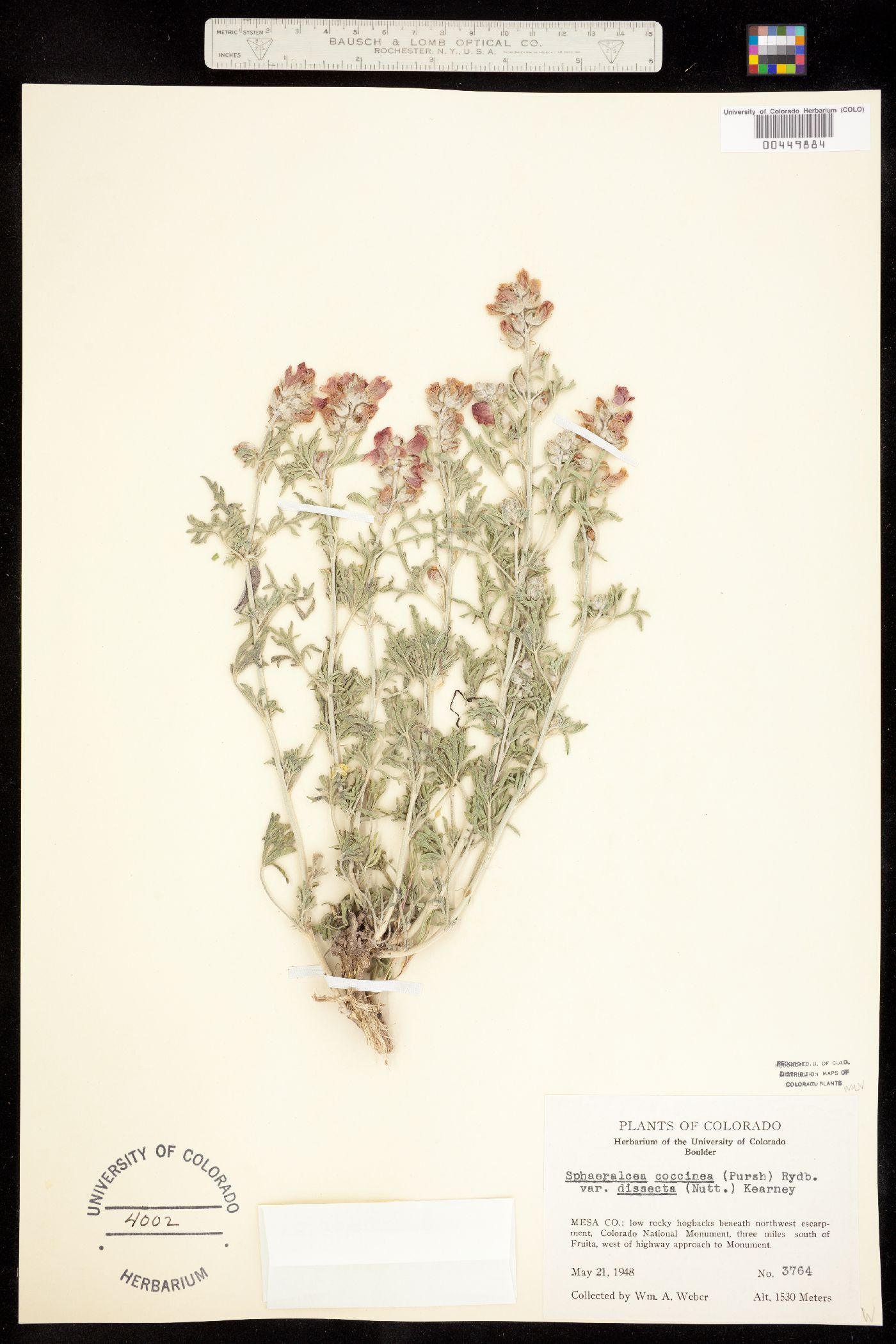 Sphaeralcea coccinea ssp. coccinea image