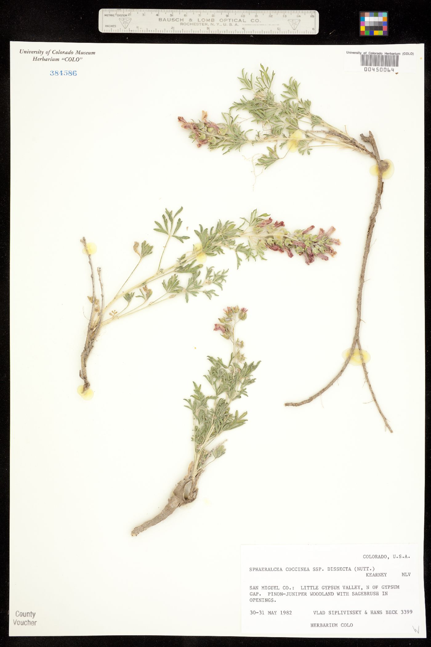 Sphaeralcea coccinea ssp. coccinea image