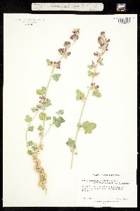 Sphaeralcea parvifolia image