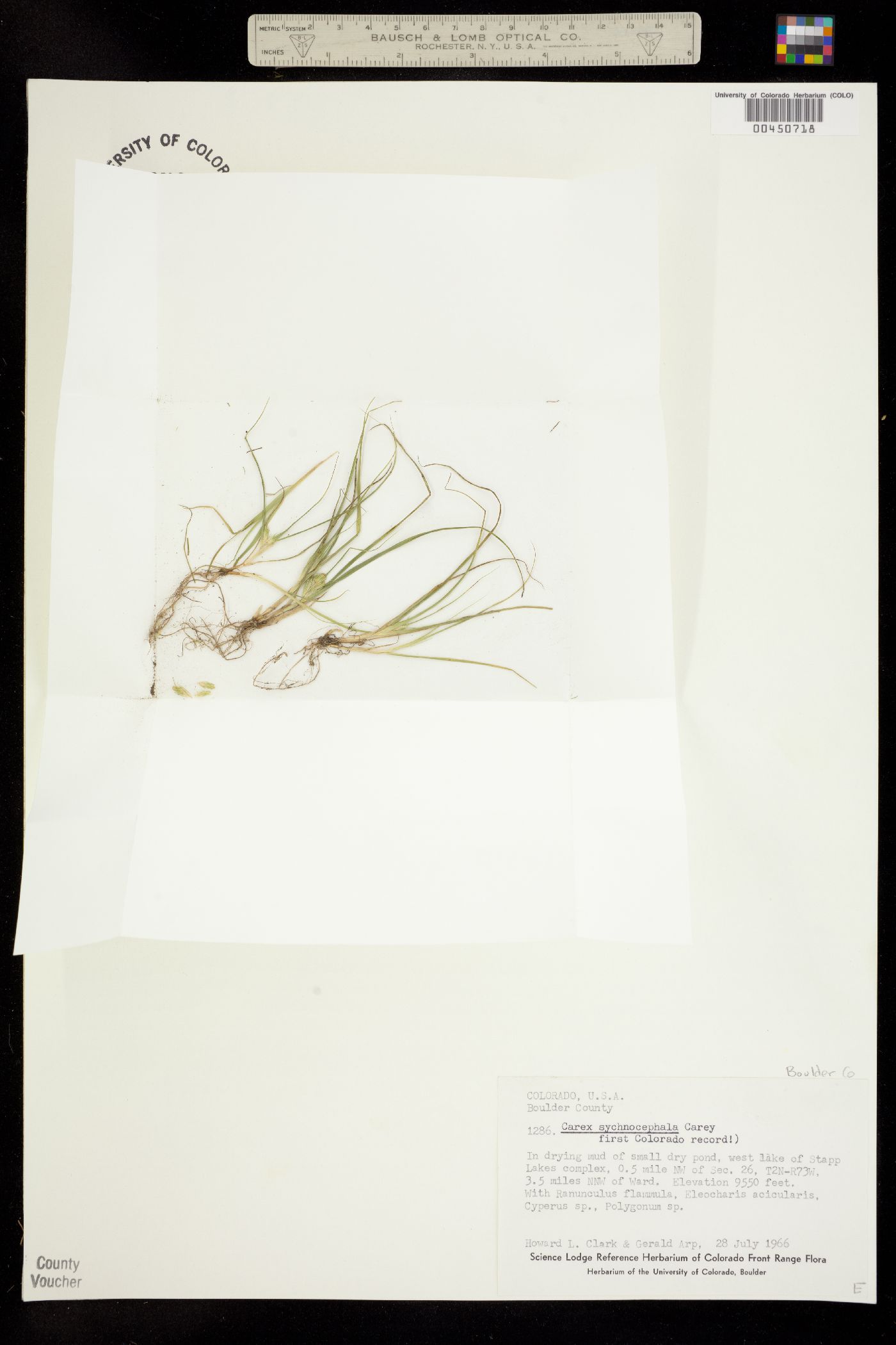 Carex sychnocephala image