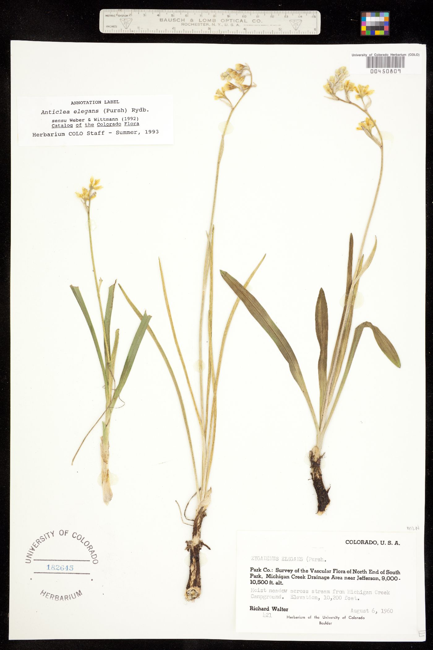 Anticlea image