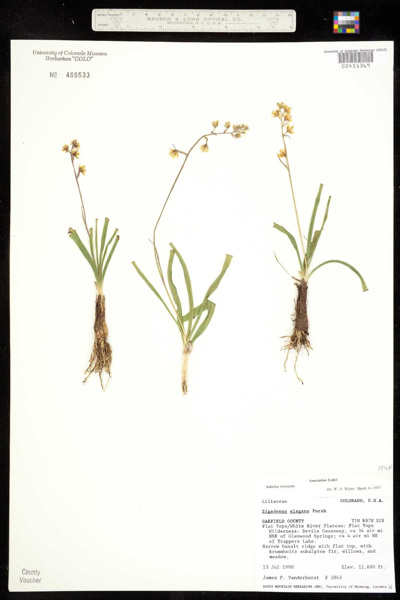 Anticlea virescens image