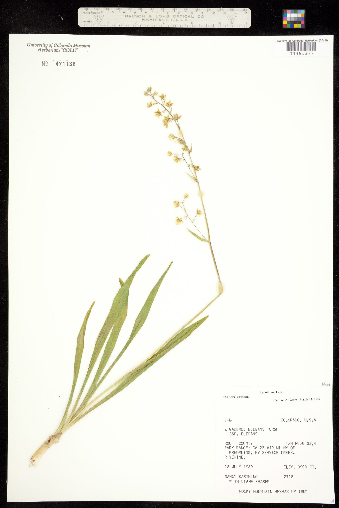 Anticlea virescens image