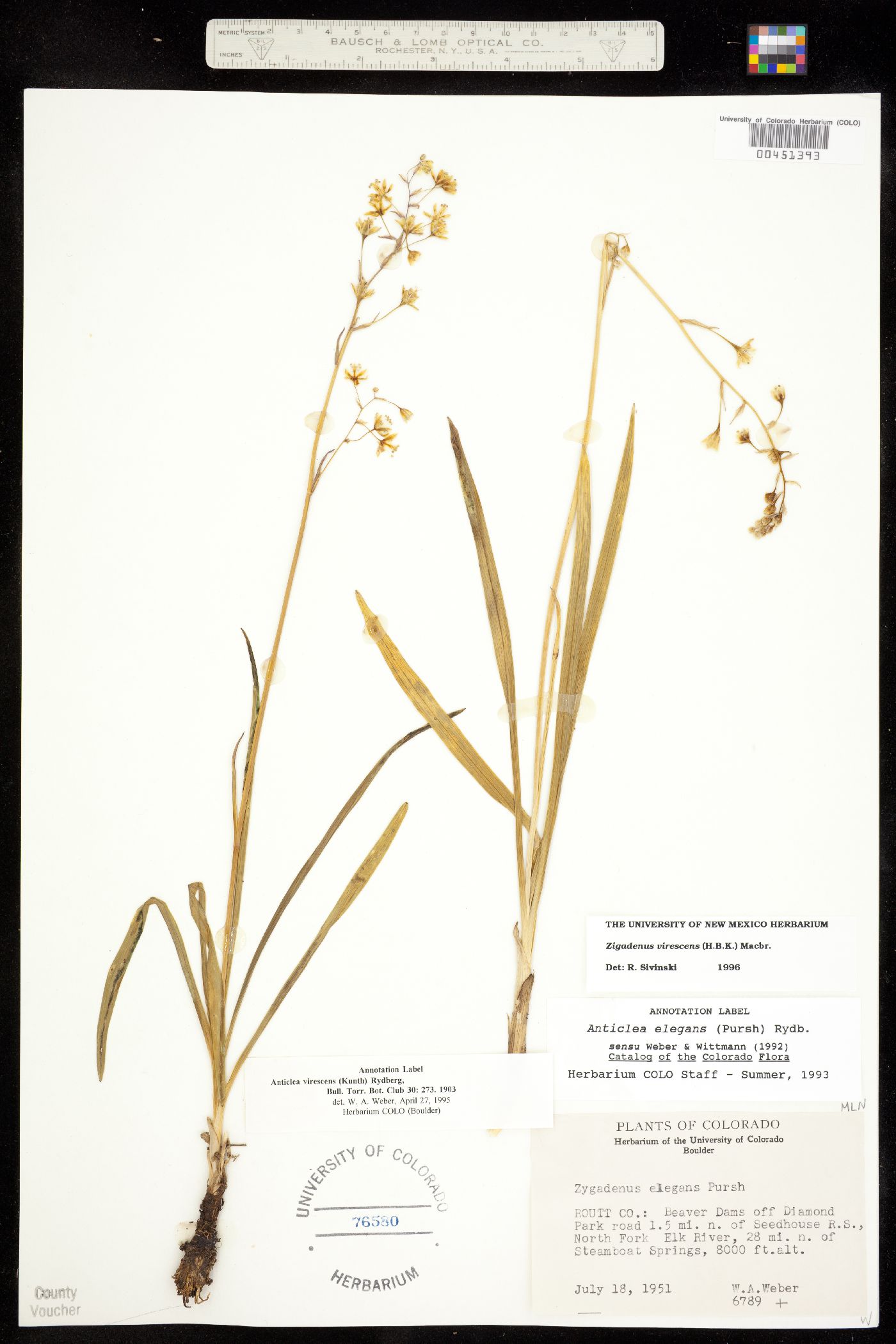 Anticlea virescens image