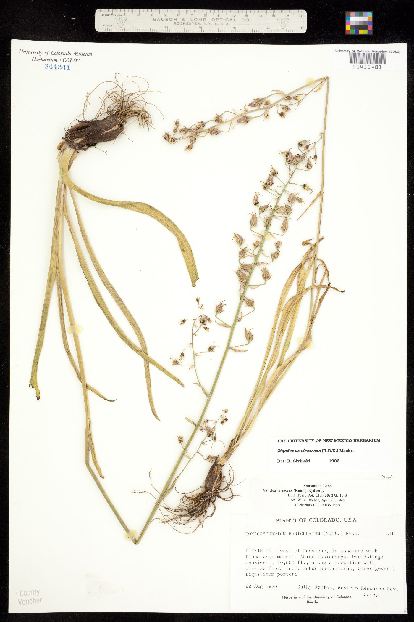 Anticlea virescens image