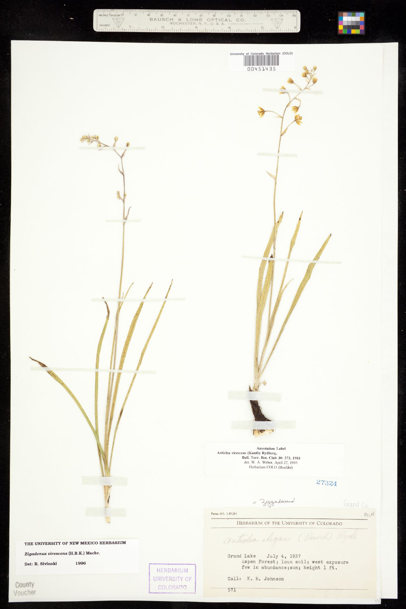 Anticlea virescens image