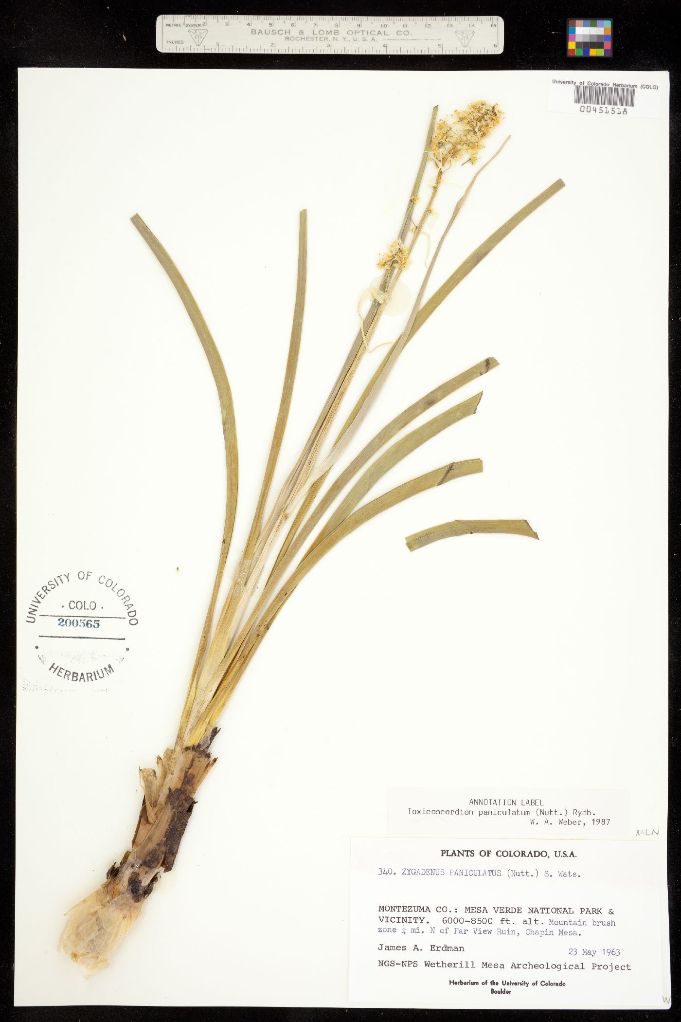 Toxicoscordion image