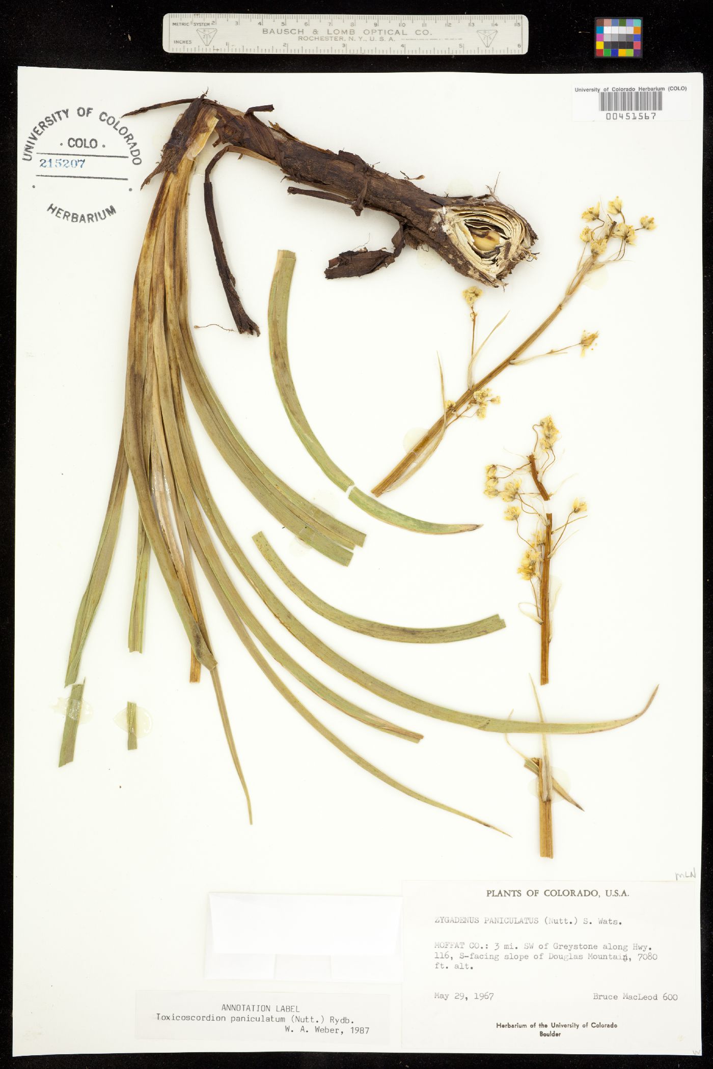 Toxicoscordion paniculatum image