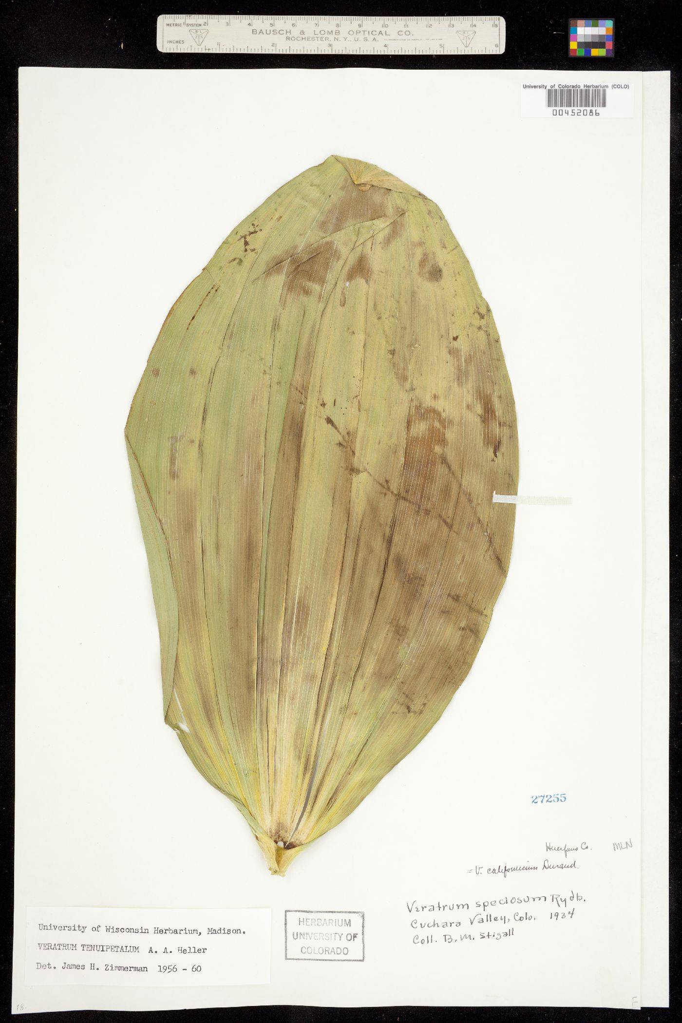Veratrum tenuipetalum image
