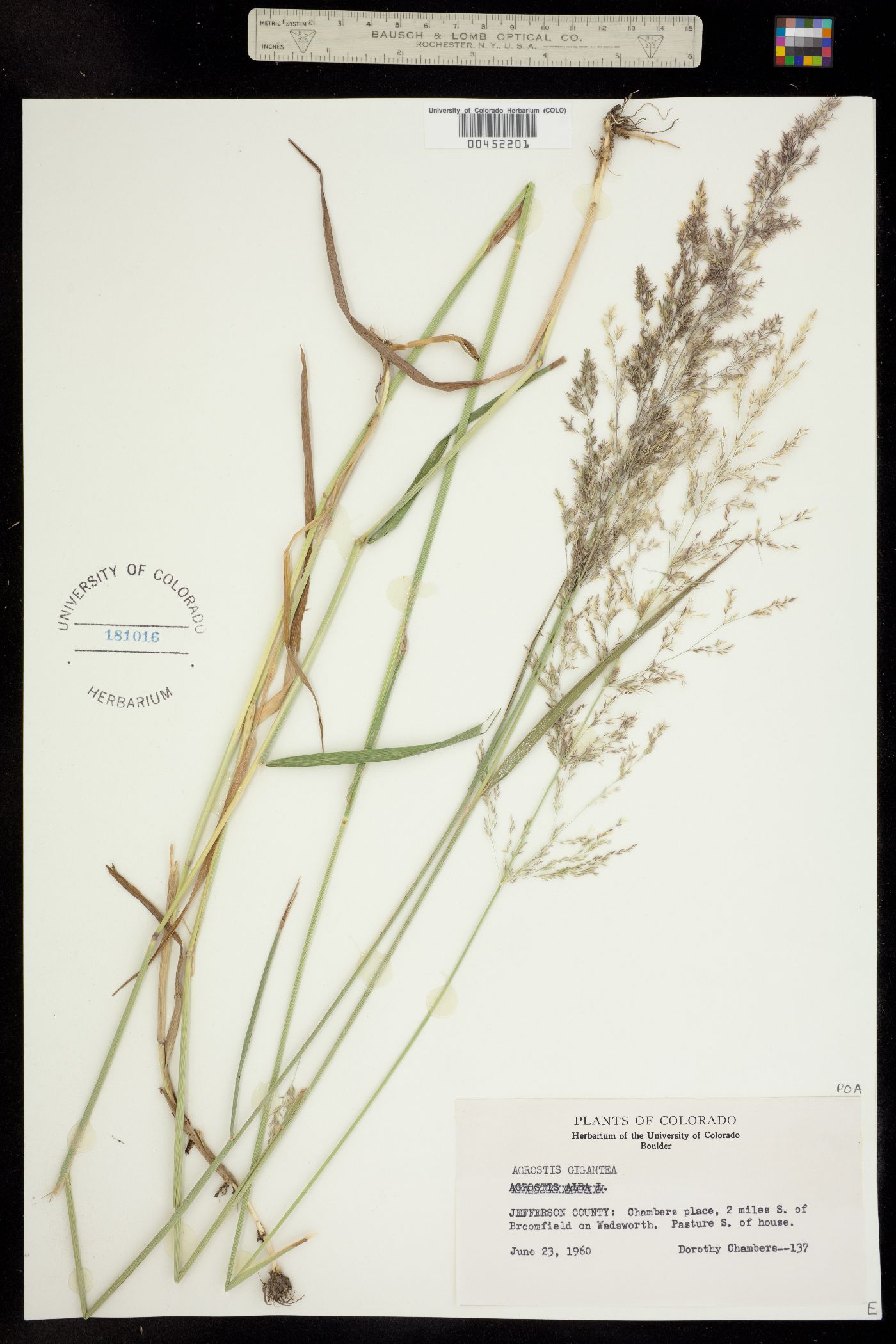 Agrostis image