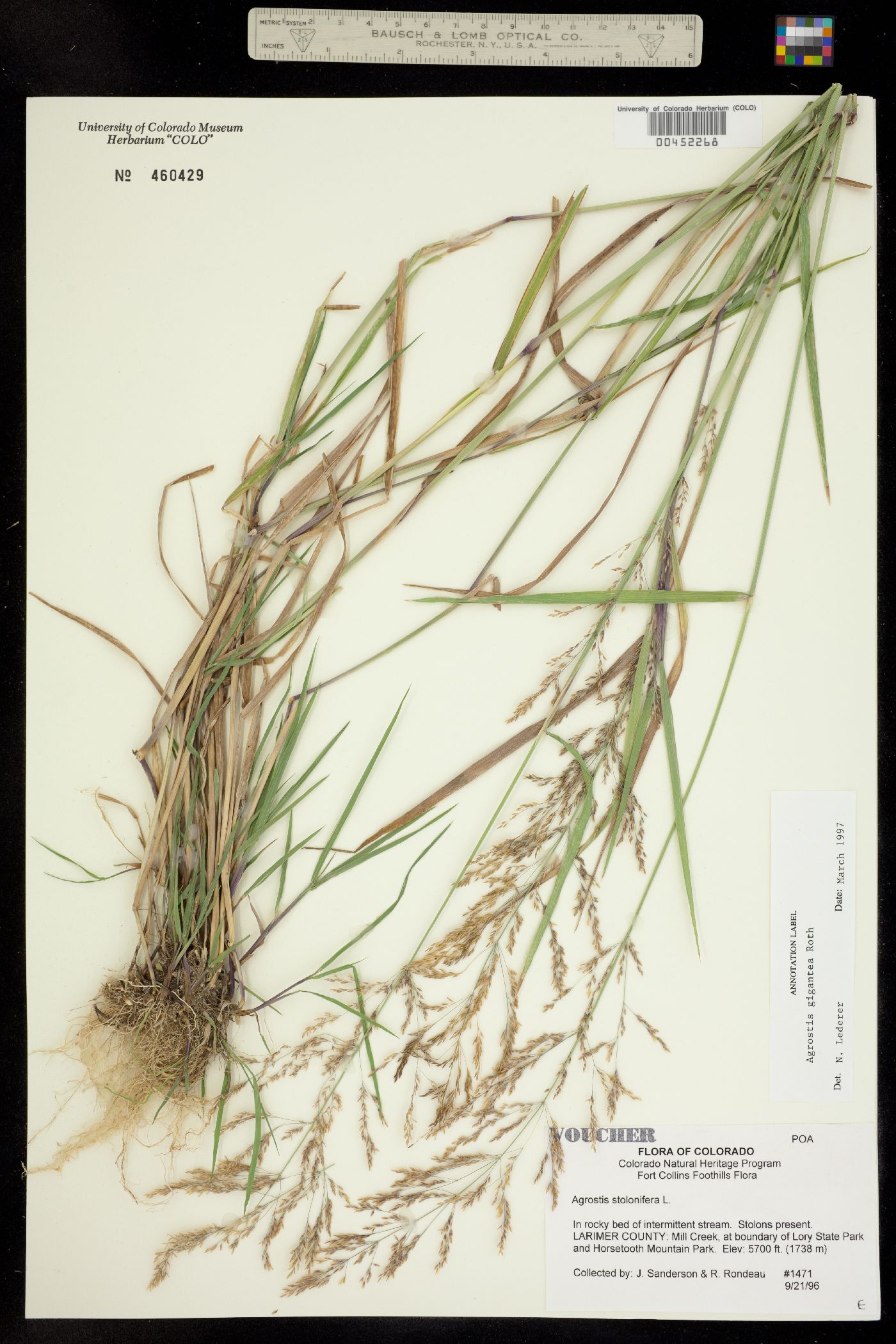 Agrostis gigantea image