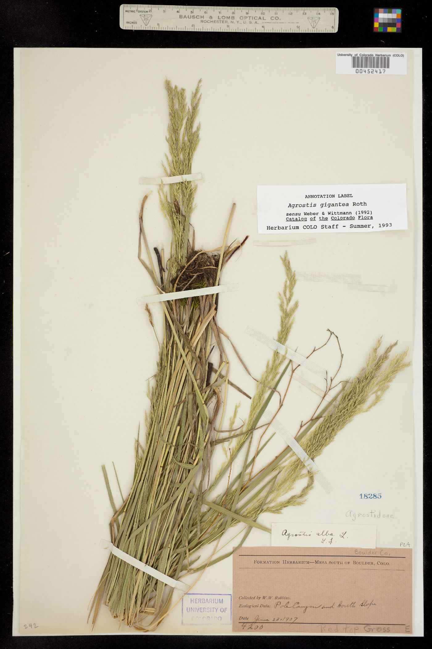 Agrostis gigantea image
