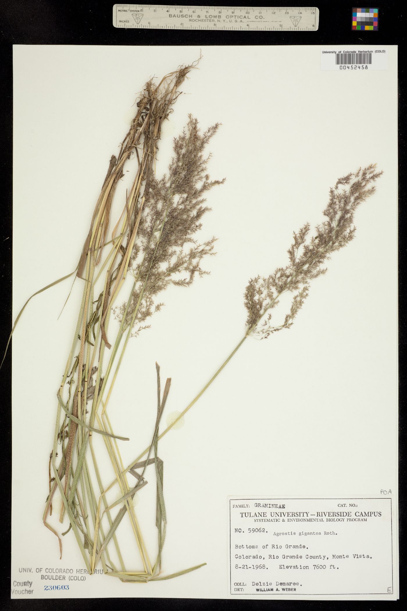 Agrostis gigantea image