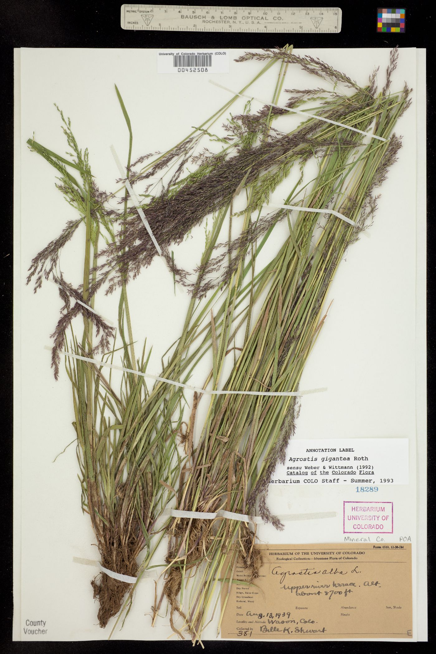 Agrostis gigantea image