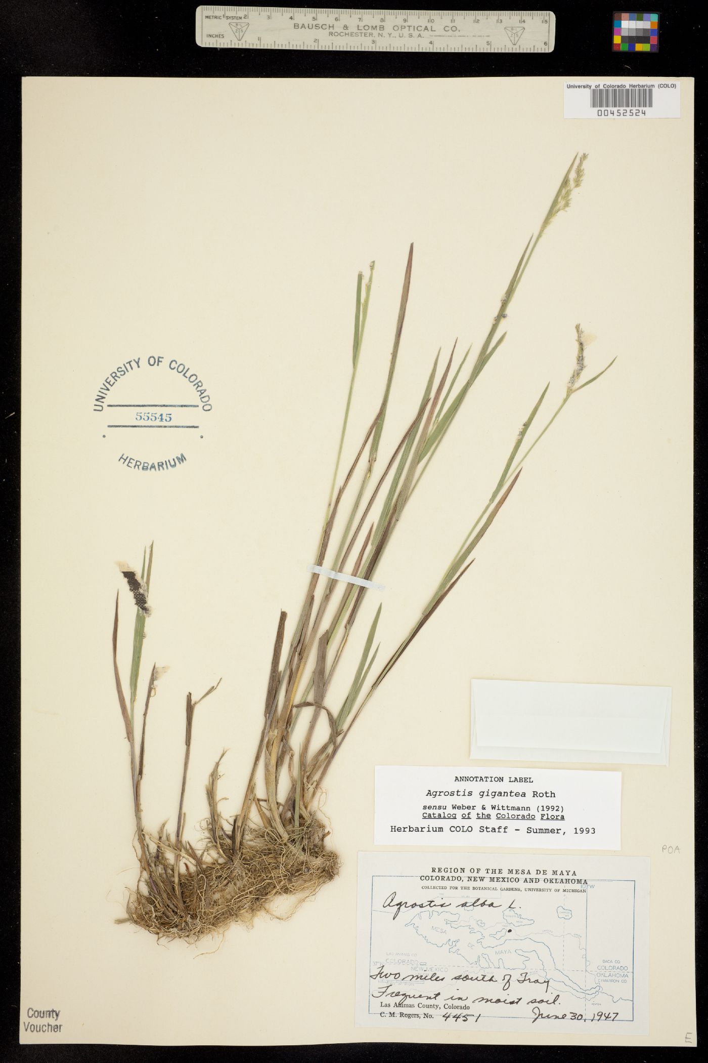 Agrostis gigantea image