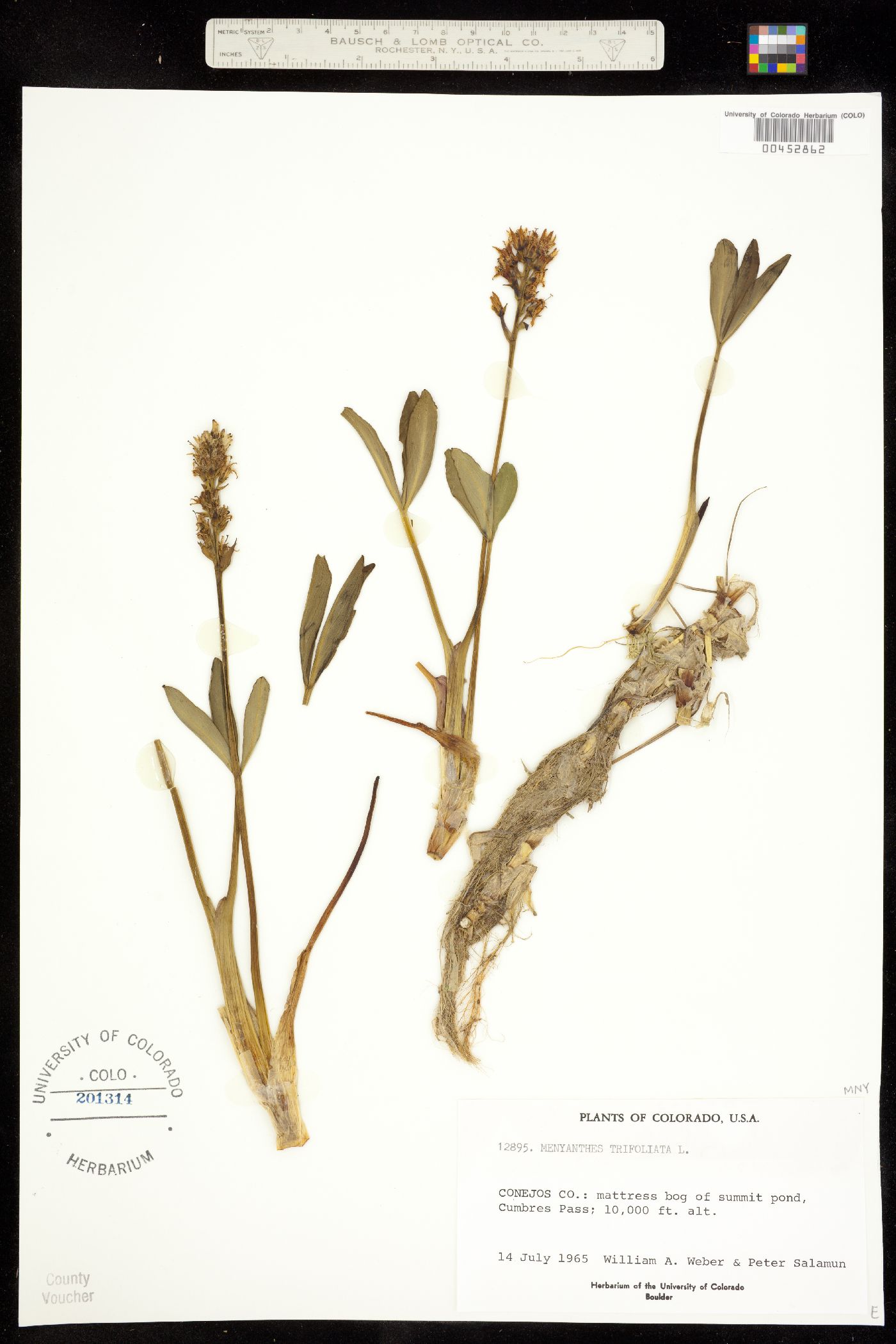 Menyanthes trifoliata image
