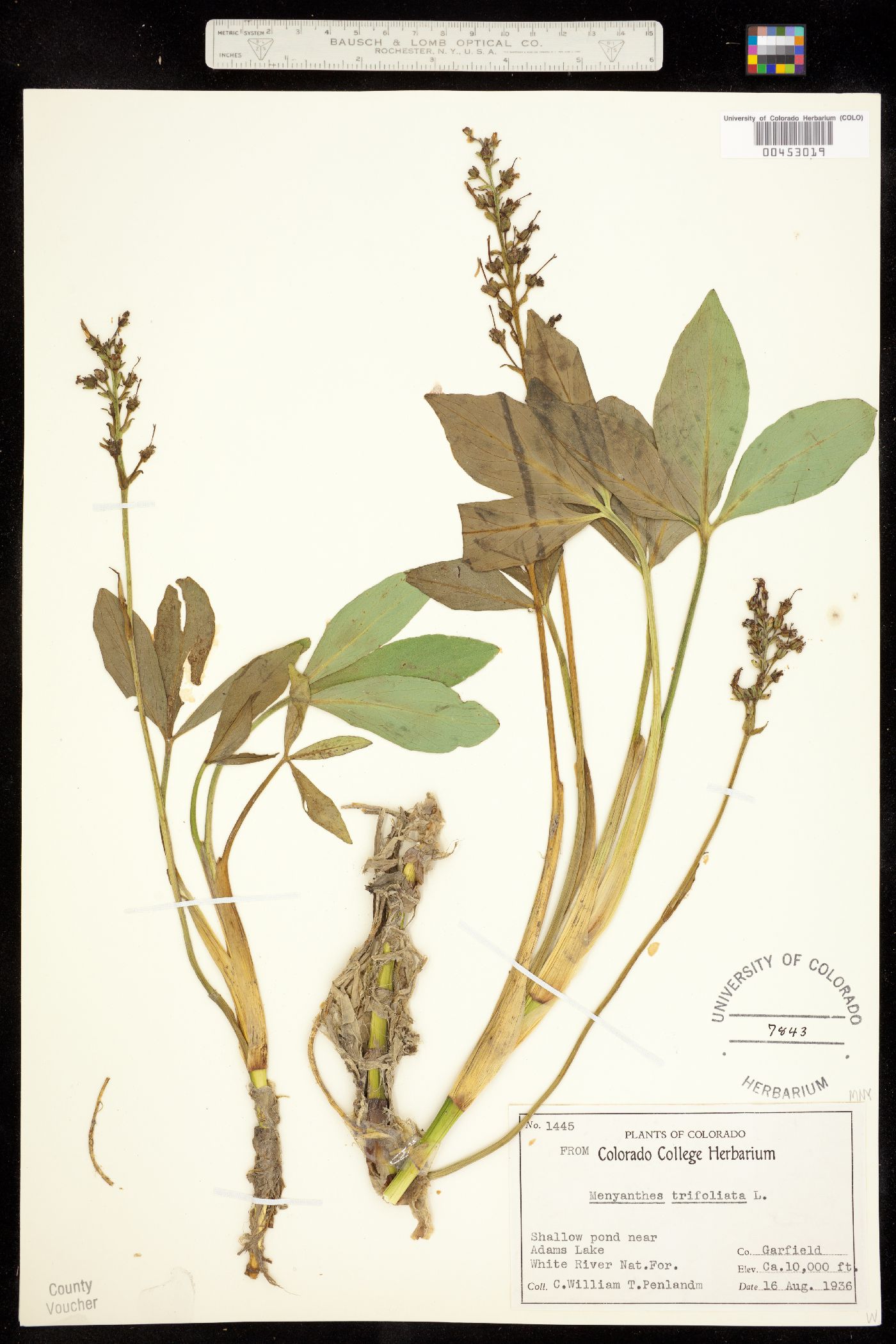 Menyanthes trifoliata image