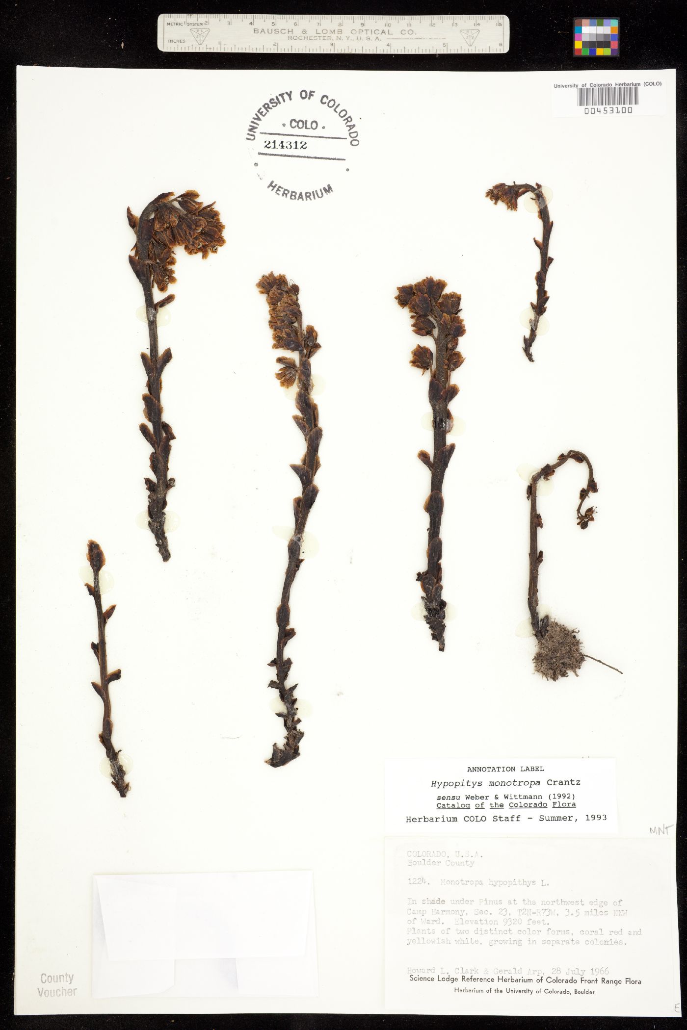 Hypopitys monotropa image