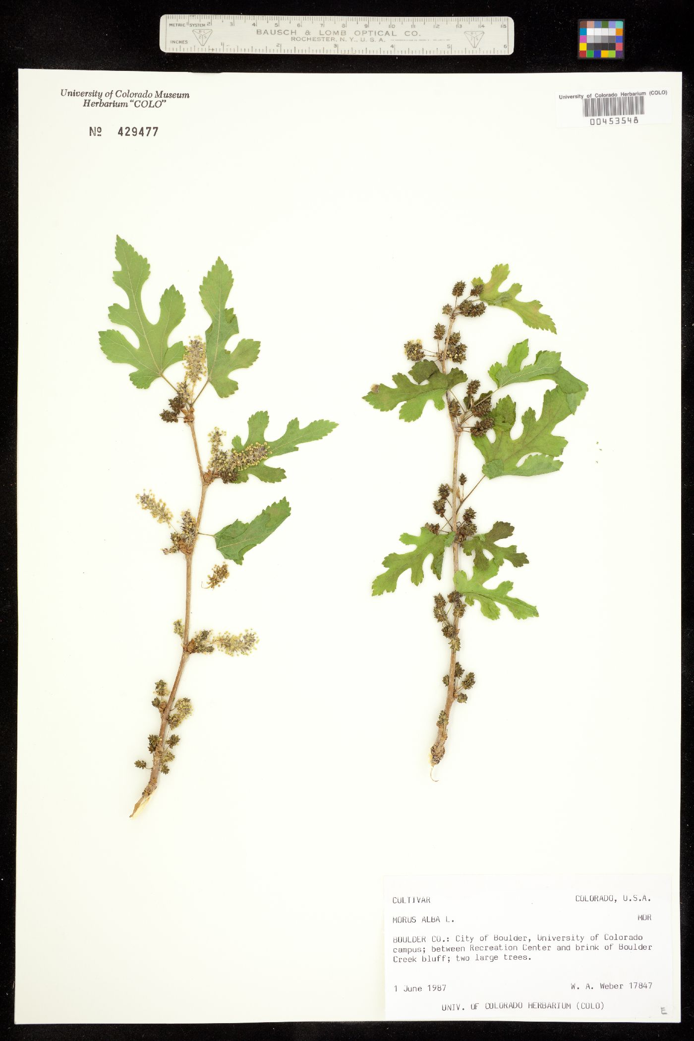 Morus alba image