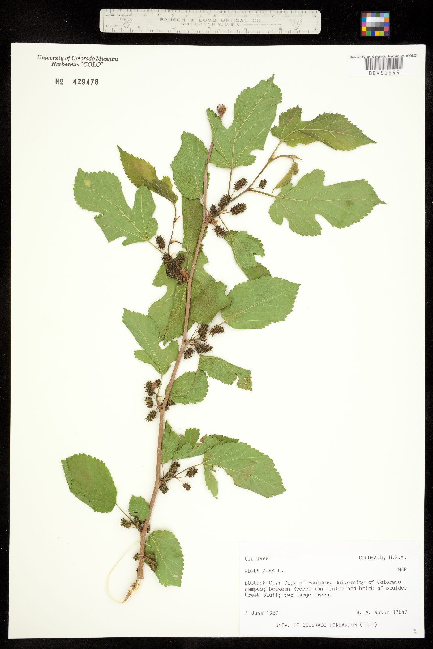 Morus alba image