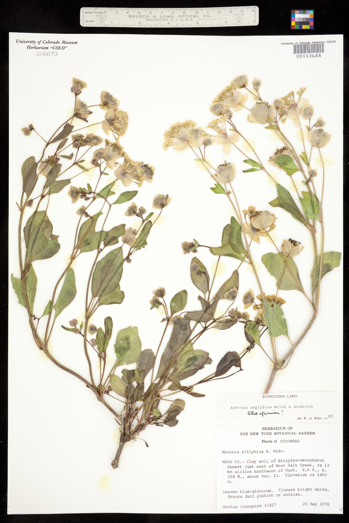 Abronia glabrifolia image