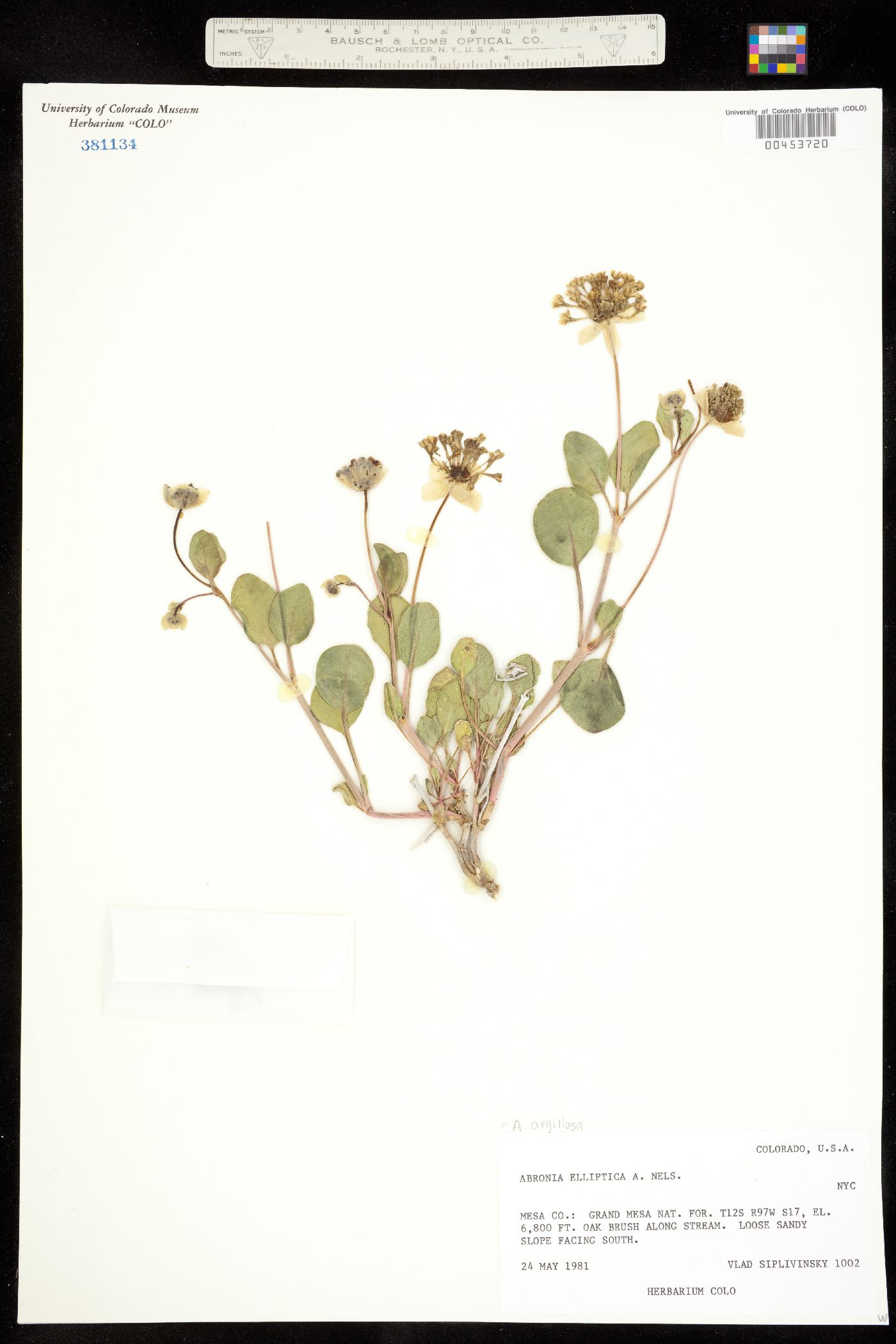Abronia glabrifolia image