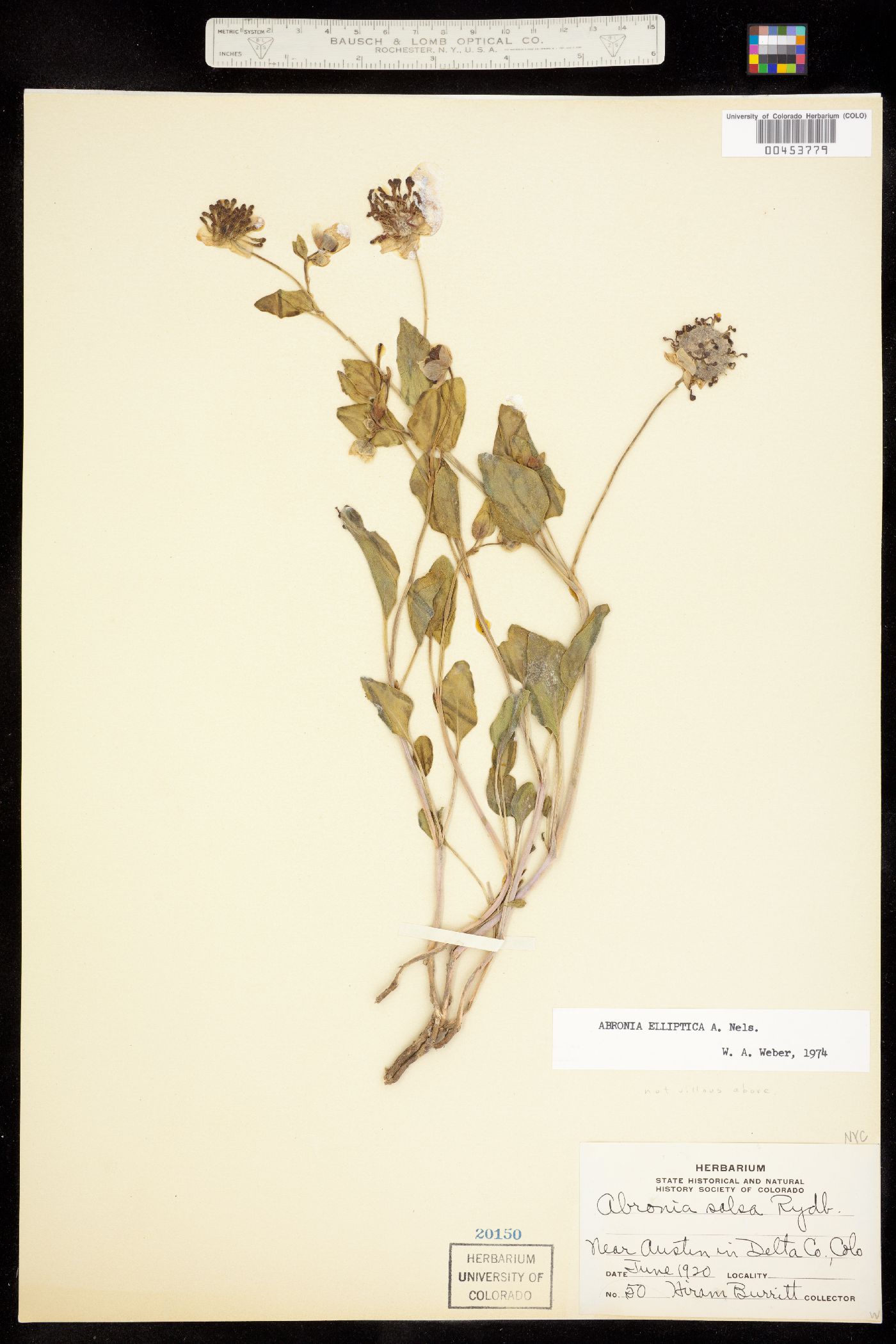 Abronia elliptica image