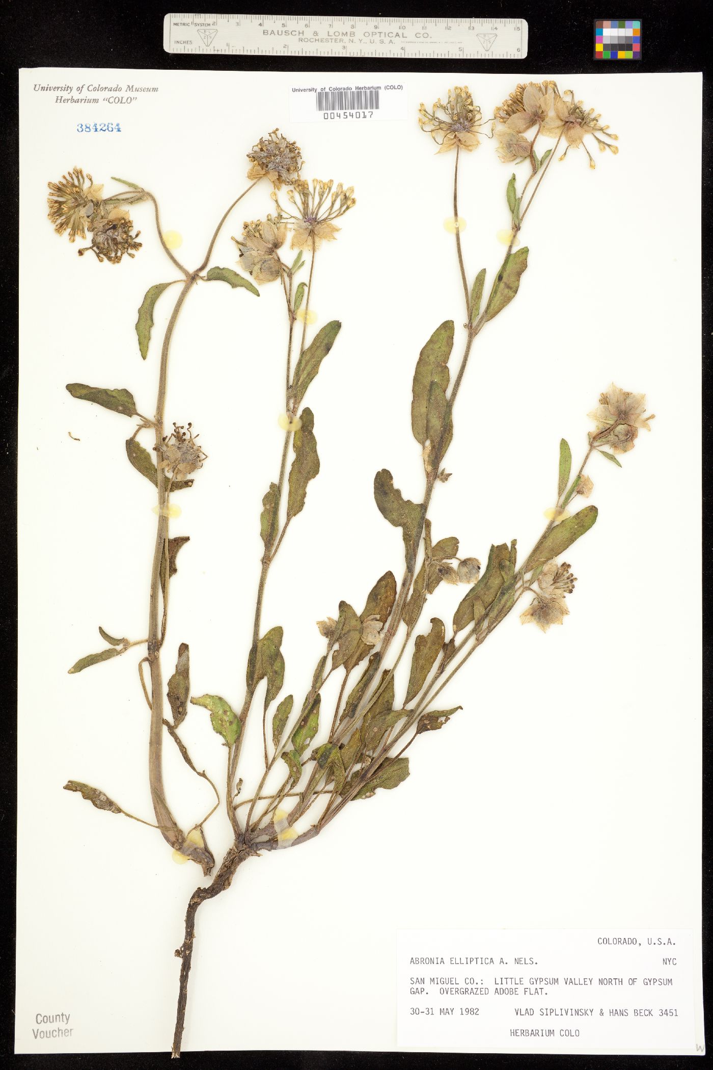 Abronia elliptica image