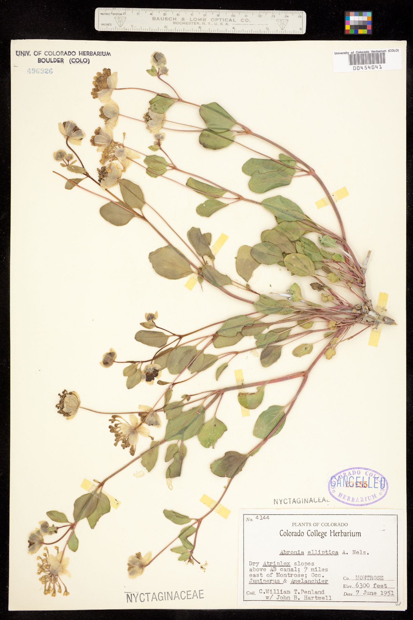 Nyctaginaceae image