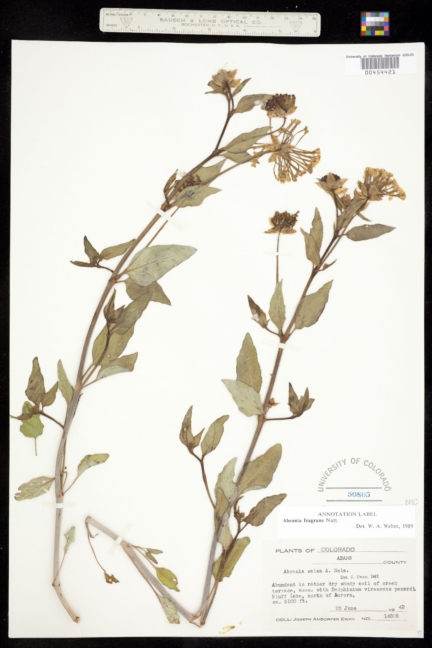 Abronia fragrans image