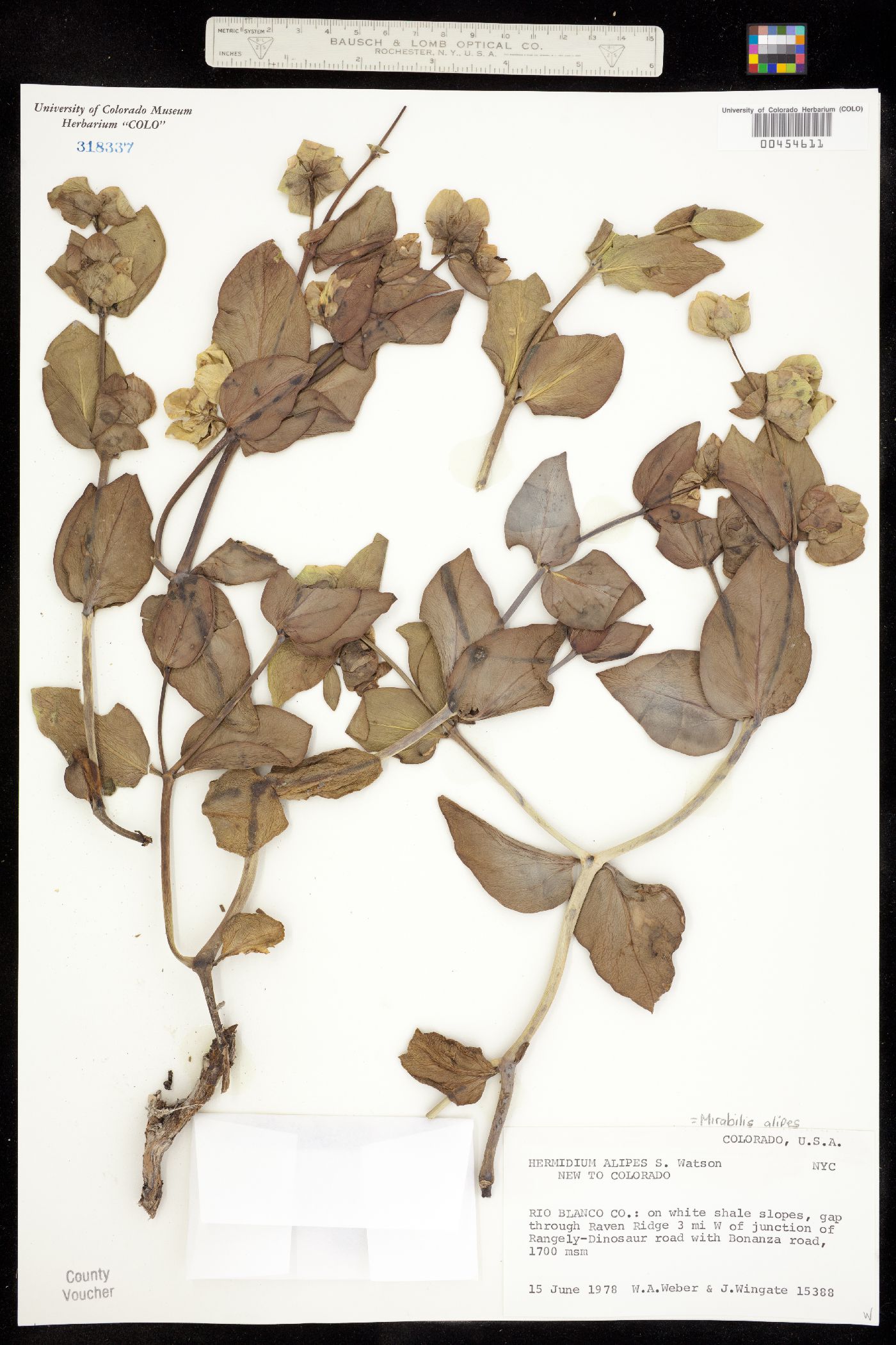 Mirabilis alipes image