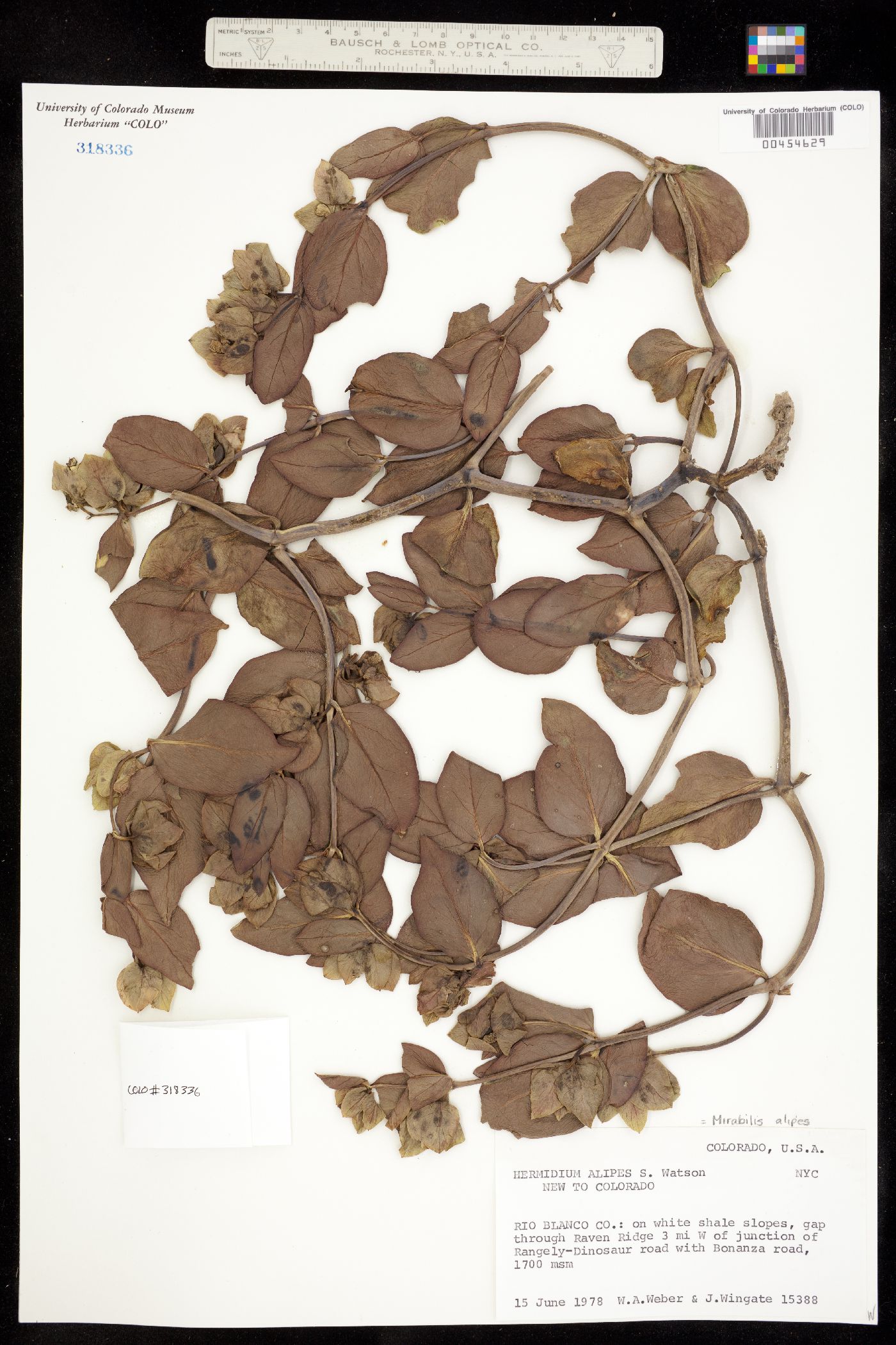 Mirabilis alipes image