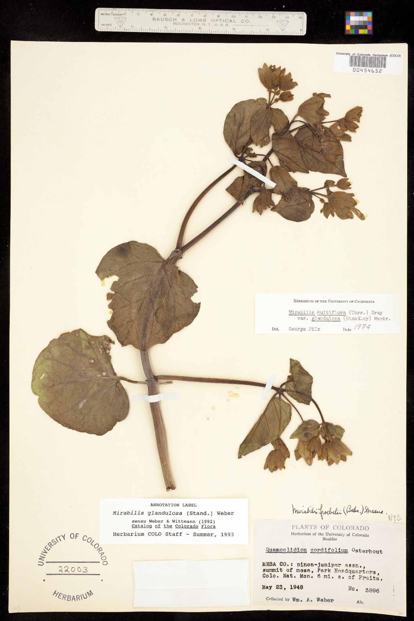 Nyctaginaceae image