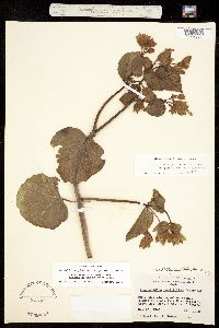 Mirabilis multiflora image