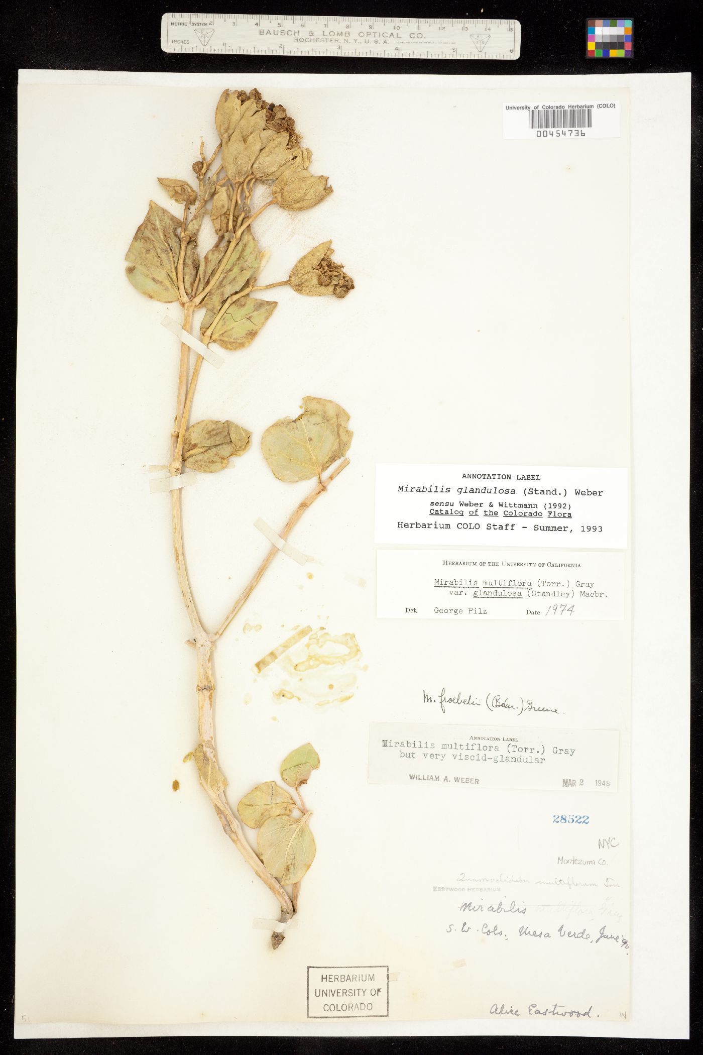 Mirabilis multiflora image